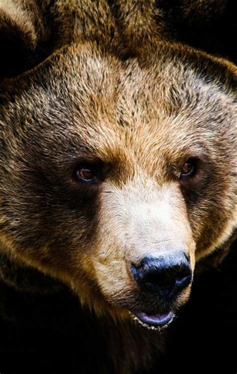 Grizzly Bear Facts Animal Facts Encyclopedia