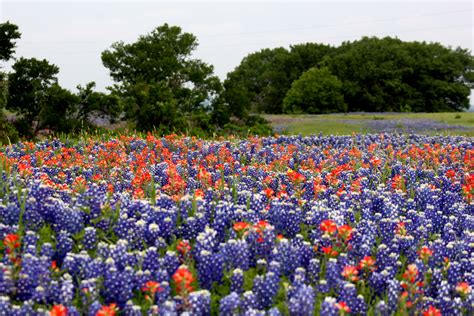 Bluebonnets And Indian Paintbrush In Palmer Tx Indian Paintbrush