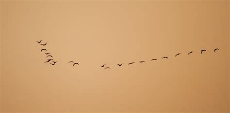 Free Photo Birds Formation