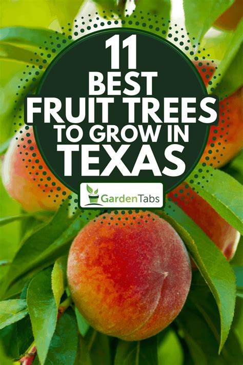 11 Best Fruit Trees To Grow In Texas