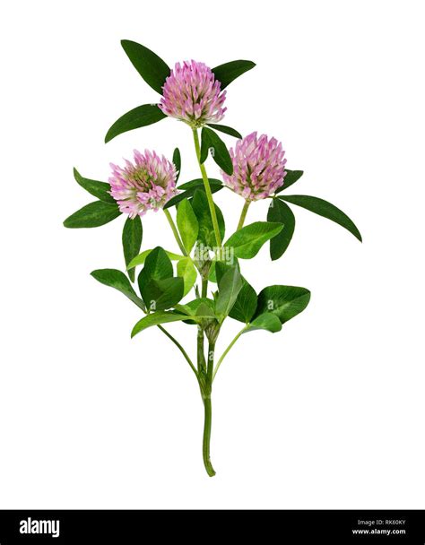 Pink Clover Flowers Bouquet Isolated On White Stock Photo Alamy