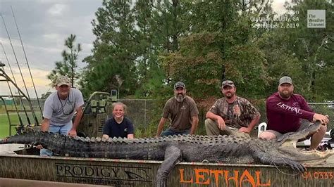 Monster 700 Pound Alligator Caught By Father Daughter Duo In Georgia Videos From The Weather