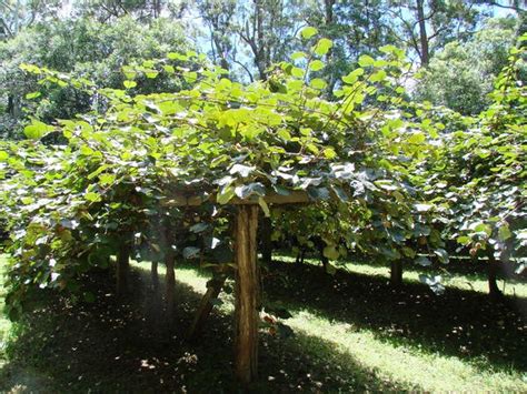 Tear a section of the paper towel you have used in germinating the seeds, where there are seeds clinging into it. Kiwi Fruit Spain popular veranda vine from China | Spain Info