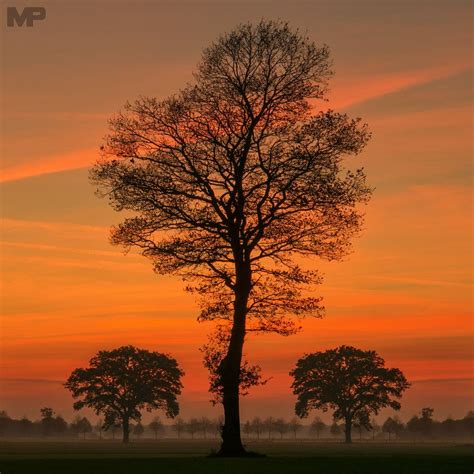 Sunset Tree By Martin Podt Photo 139961137 500px