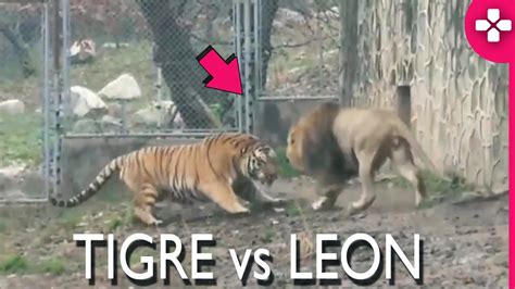 Leon Vs Tigre L Los 5 Batallas De León Versus Tigre De Los últimos