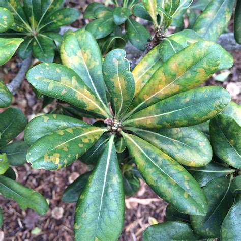 Cercospora Leaf Spot Of Japanese Pittosporum Pittsporum T