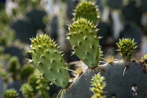 Sweet, delicious prickly pear (cactus pear) are round to oval fruits obtained from the cactus plants. From The Archives - Mother Nature's Son