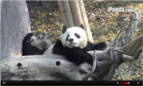 9 Moments When The Pandas On Chengdus Panda Cam Were Too Cute To Handle