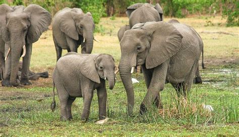Mamá Elefante Es Captada Despertando A Su Bebé Contexto Tucuman