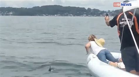 Nsw Woman Leans Over An Inflatable Boat To Pat A Great White Shark