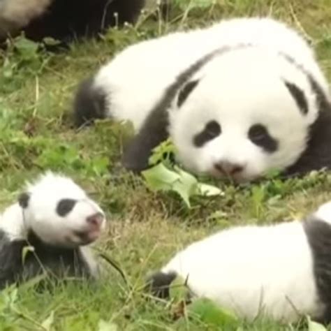 These 36 Newborn Panda Cubs Will Make Your Day E Online Au