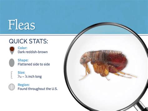Fleas Pest Profile How To Control And Eliminate Fleas
