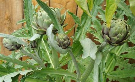Growing Artichokes In Containers Pots Planting Guide Vegetable