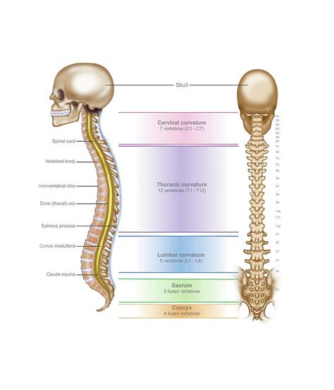 Spinal Anatomy Photograph By Samantha Elmhurstscience Photo Library