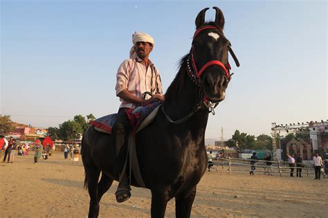 The sopwith camel (expanded edition). Pushkar Camel Fair Guide: Camels, royal horses and touts ...