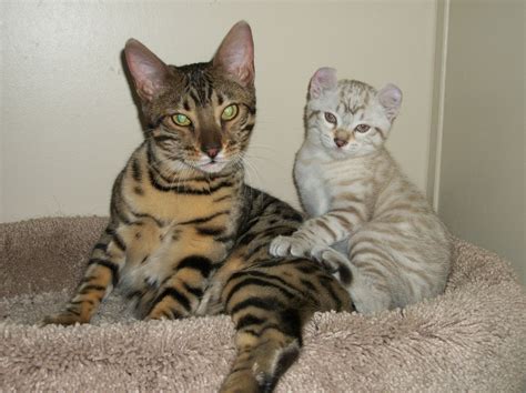 About Our Highland Lynx Cats Sherbobs Exotic Cats