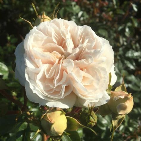 Macmillan Nurse Rose Style Roses