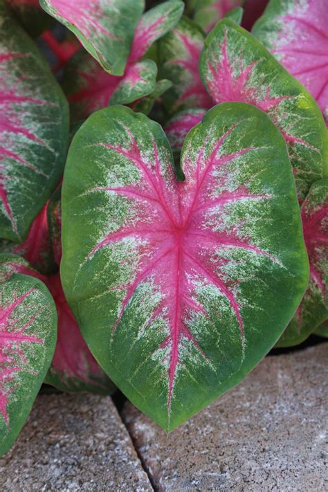 Landscaping Made Easy With Caladiums Longfield Gardens