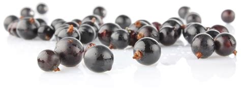 Research Shows Our Purple Berry Potency Is Outstripping Other Berries