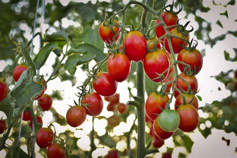 Hanging Basket Tomatoes 8 Best Varieties And How To Grow Them Tomato Bible