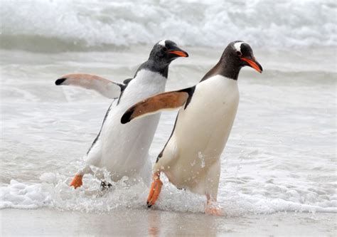 Dancing Penguins Gentoos Falklands F4 Inspirational Images