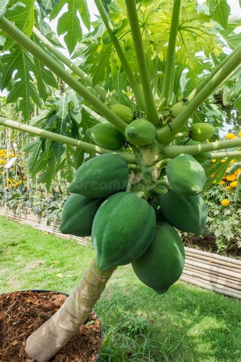 Hybrid Dwarf Papaya Fruits On Tree Stock Image Image Of Farming