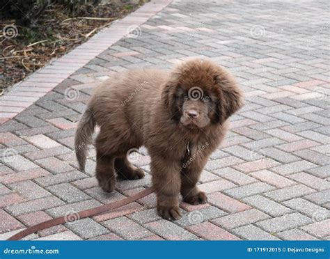 Purebred Brown Newfoundland Puppy Dog On A Walkway Stock Image Image
