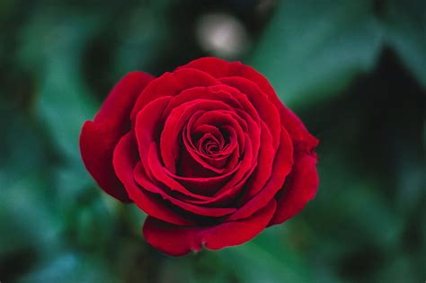Royalty Free Photo Red Rose On Shallow Focus Photography Pickpik