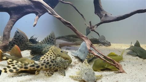 My Pleco Collection 400l Tank Youtube
