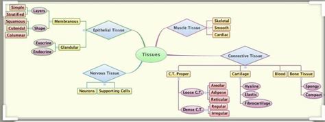 Please Provide Me The Mind Map Of Tissues Chapter Class 9th