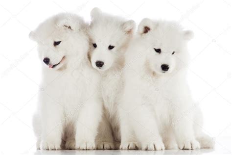 Three Samoyed Puppies — Stock Photo © Ewastudio 91365124