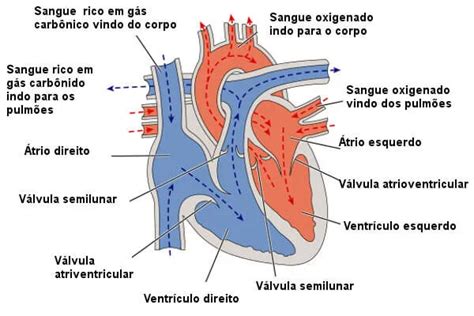 Anatomia Do Coração Blog