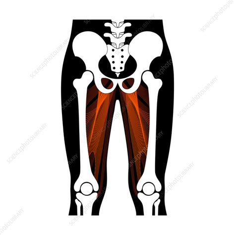 Leg Anatomy Illustration Stock Image F0364716 Science Photo Library