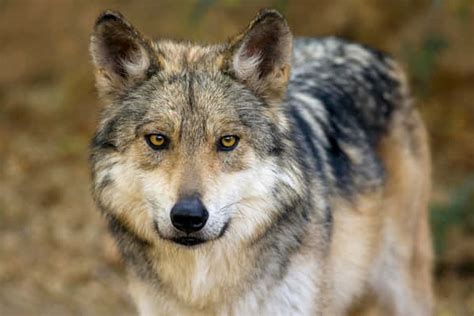 Download Magnificent Mexican Wolf In Its Natural Habitat Wallpaper