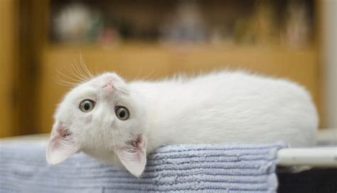 Curiosidades Sobre Os Gatos Que Podem Te Surpreender Viralizou Net