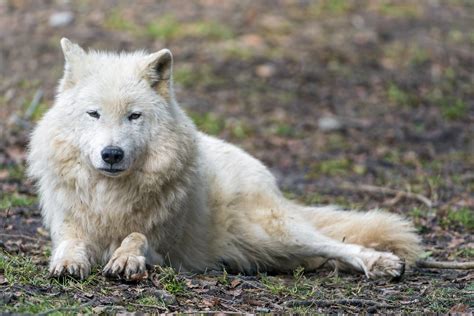Lying Polar Wolf A Nice Arctic Wolf Lying And Posing Tambako The