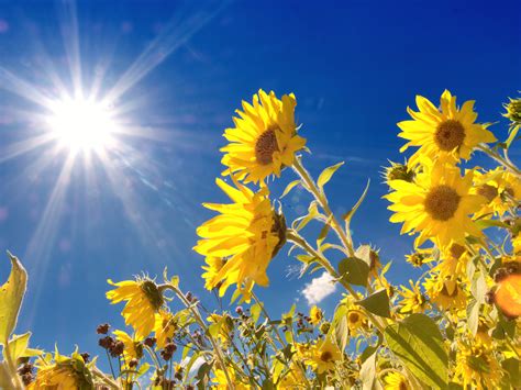 Sunshine Flower Sunshine Flowers High Resolution Stock Photography