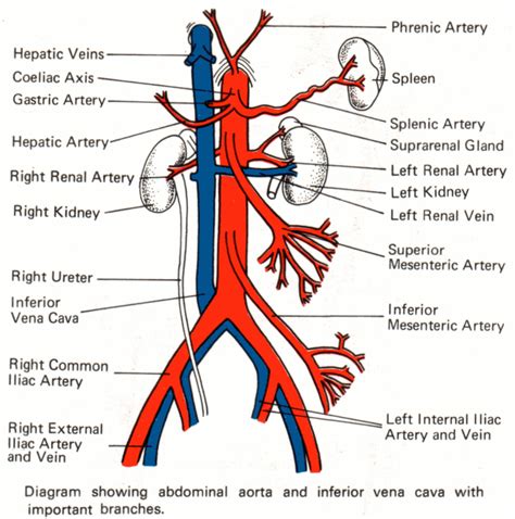 Portal Vein Ivc Human Body Anatomy Arteries Anatomy