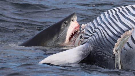 graphic photos show a pair of great white sharks devouring a dead whale in cape cod bay waco