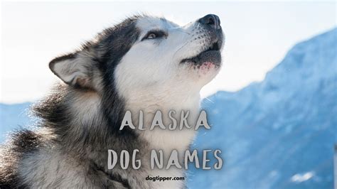 Alaskan Canine Names Hattely