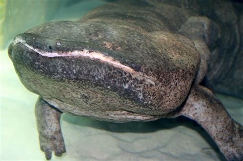 Chinese Giant Salamander London Zoo 30th December 2014 Zoochat