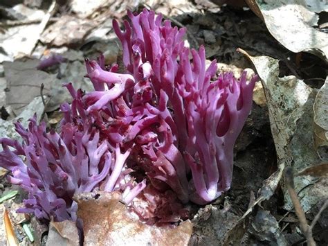 Violet Coral Fungus Ghost Plant Edible Mushrooms National Parks