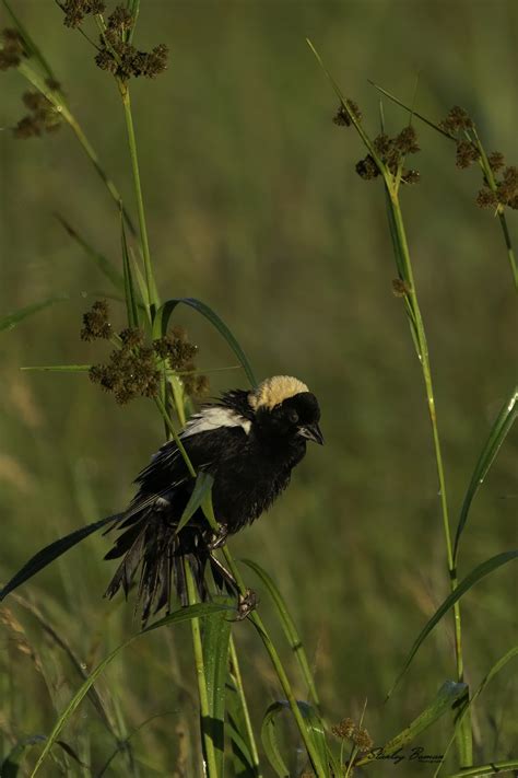 Birds Of The Prairie Fenceline Photos
