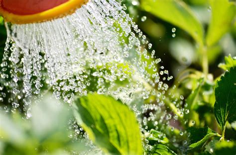 Question posted by guest on mar 10th 2020. Why Do Plants Need Water? We Have Answers! - Shary Cherry