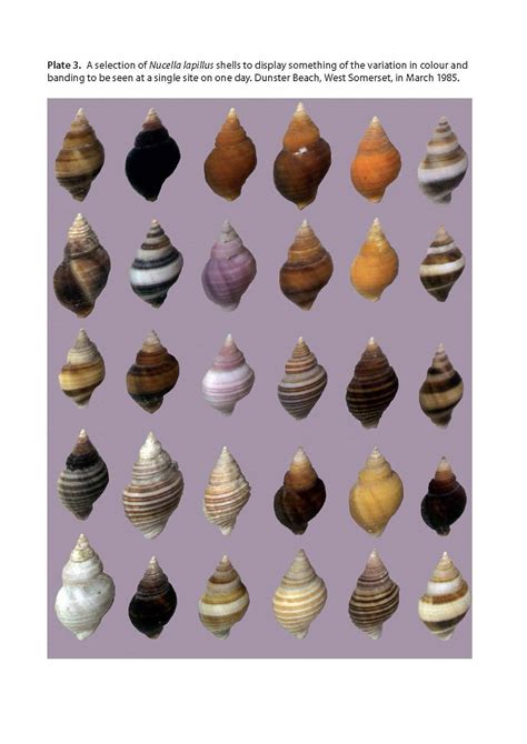 Snails On Rocky Sea Shores Naturalists Handbooks Pelagic Publishing