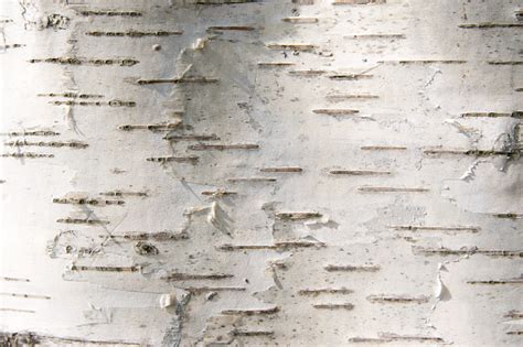 Bark Of A Birch Stock Photo Download Image Now Istock
