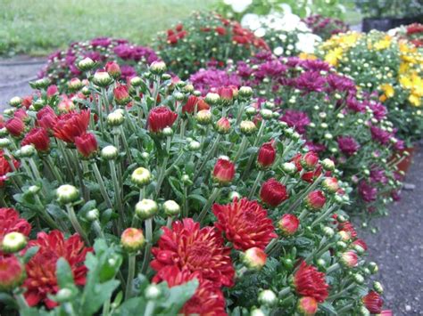Want Your Garden Mums To Survive Winter Learn Tips For Planting Fall