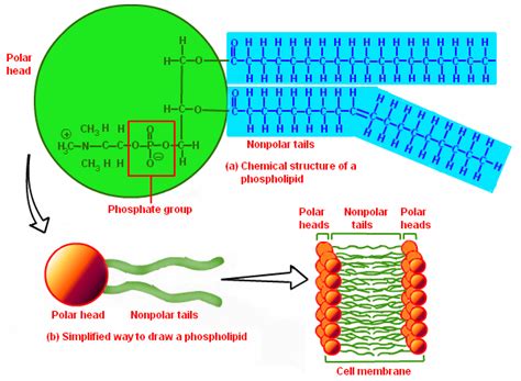 Phospholipids Definition Structure Examples Phospholipids Bilayer