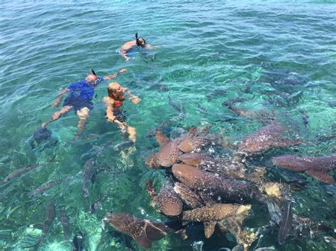 Hol Chan And Shark Ray Alley Snorkeling Tour W Caye Caulker Island
