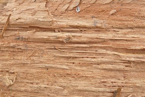 Three Great Fresh Rough Cut Or Chopped Wood Textures